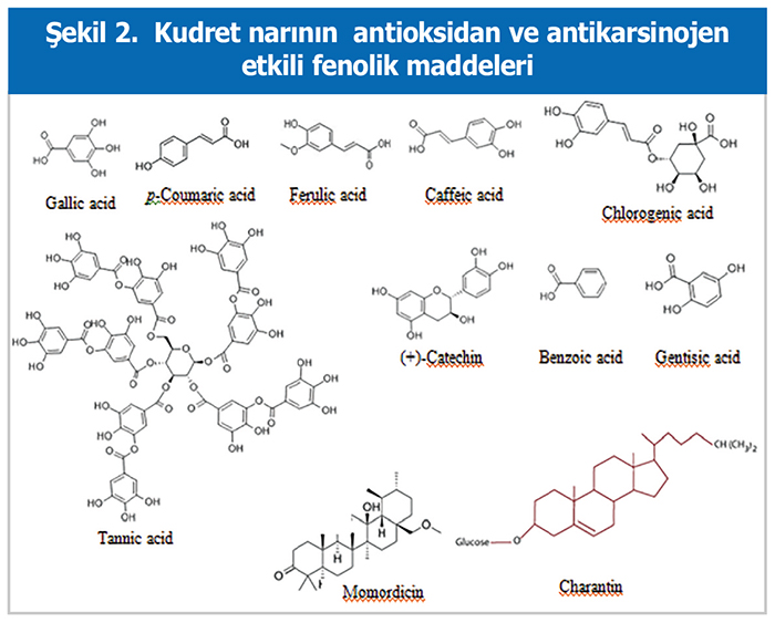 Şekil 2. Kudret narının  antioksidan ve antikarsinojen etkili fenolik maddeleri