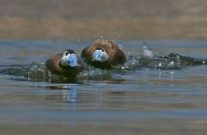 Sulak alanlar kuruyor: Dikkuyrukların yüzde 40'ı, yaz ördeğinin yüzde 90'ı yok oldu