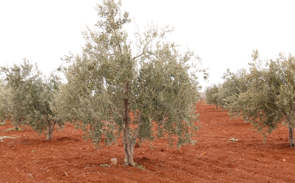 zeytin_agaci