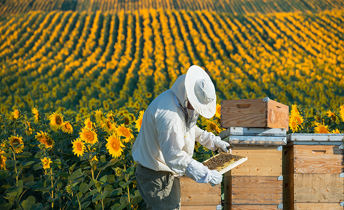 Bal ve arı ürünleri ile ilgili akıllarda soru işareti kalmasın