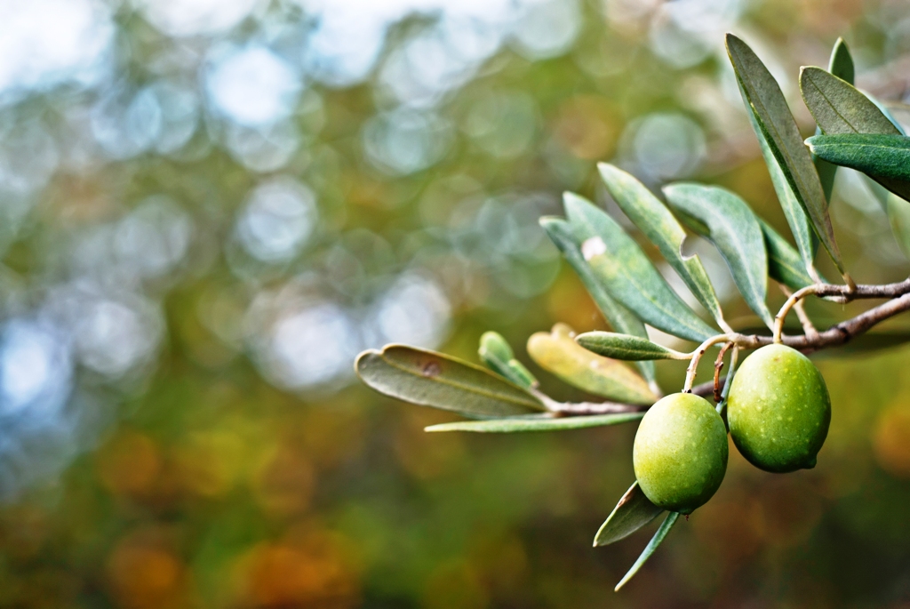 zeytin