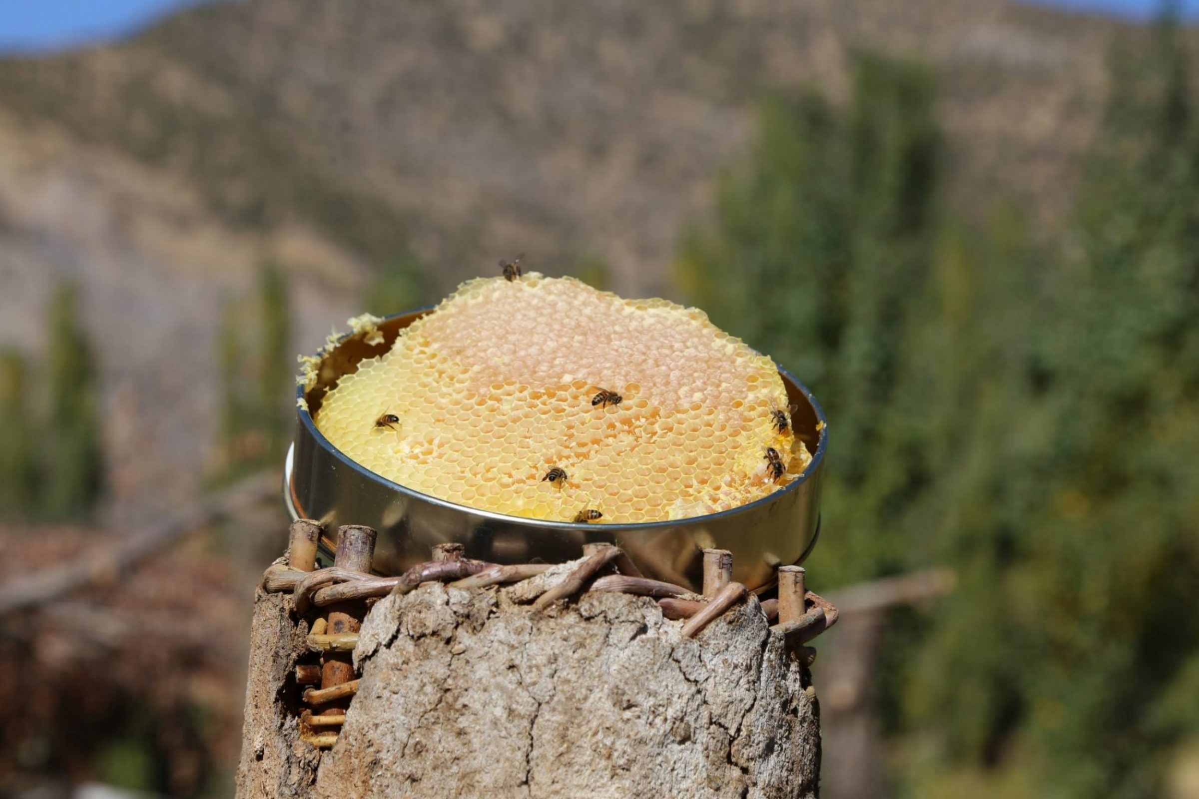 Honey Leaves Hizan Karakovan Balı gurmelerden tam not aldı