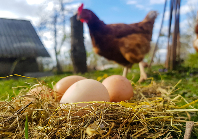 Chicken,Eggs,In,A,Nest,Of,Hay.,A,Hen,Stands