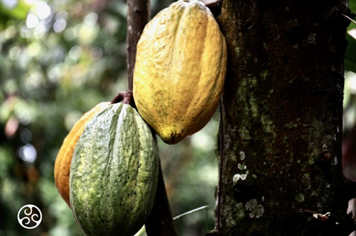 Barry Callebaut_Forever Chocolate