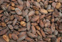 Küresel kakao ve çikolata sektörü